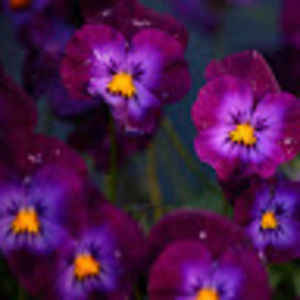 Meet your Posher, Rae